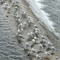 武庫川の写真・動画_image_51151