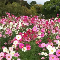 武庫川の写真・動画_image_51154