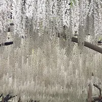 あしかがフラワーパークの写真・動画_image_514248