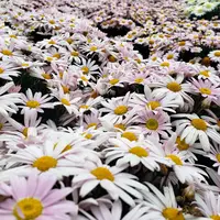 あしかがフラワーパークの写真・動画_image_514249