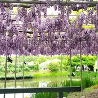 あしかがフラワーパークの写真・動画_image_514253