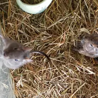 千本松牧場の写真・動画_image_517624