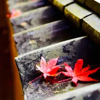 宗鏡寺（沢庵寺）の写真・動画_image_51938