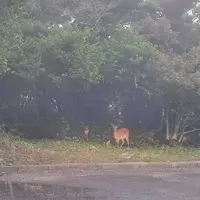 大瀬崎灯台展望台の写真・動画_image_521107