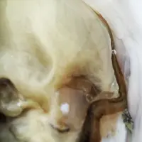 佐藤養殖場の写真・動画_image_52126