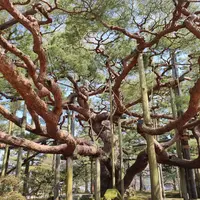 兼六園の写真・動画_image_525804