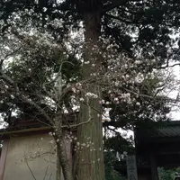 妙青寺の写真・動画_image_52784