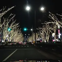 表参道　ケヤキ並木の写真・動画_image_52981