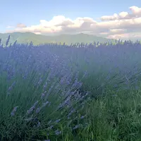 大石公園の写真・動画_image_532184