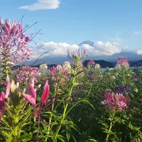 大石公園の写真・動画_image_532185