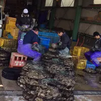 進生水産の写真・動画_image_53395