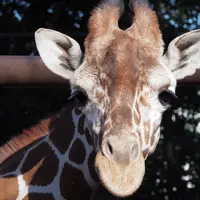 野毛山動物園の写真・動画_image_53801