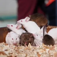 野毛山動物園の写真・動画_image_53802