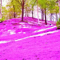 東藻琴芝桜公園の写真・動画_image_5448