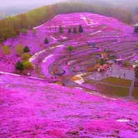 東藻琴芝桜公園の写真・動画_image_5449