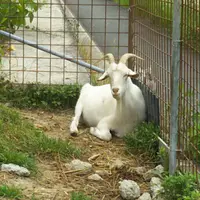 農家のﾃﾞｻﾞｰﾄ Tsiky softの写真・動画_image_560240
