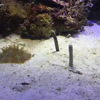 沼津港深海水族館の写真・動画_image_56113