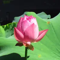 차 마시는 뜰の写真・動画_image_56143