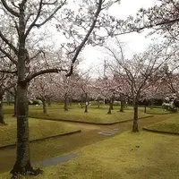 さくらの森公園の写真・動画_image_563186