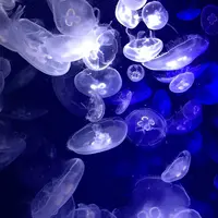 鴨川シーワールドの写真・動画_image_56482