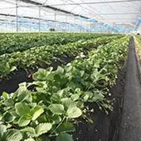 観光農園 吉次園の写真・動画_image_57111