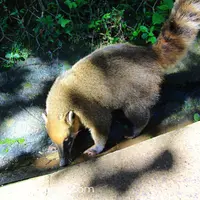 Iguazu Fallsの写真・動画_image_57552