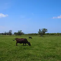 黒島の写真・動画_image_5813