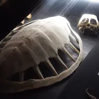 黒島研究所の写真・動画_image_5820