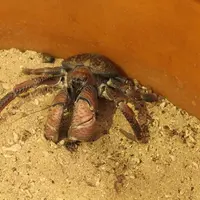黒島研究所の写真・動画_image_5822