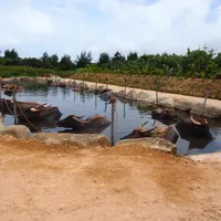 由布島の写真・動画_image_5839