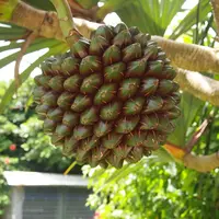 由布島の写真・動画_image_5840