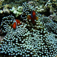 鳩間島アイランドワールドの写真・動画_image_5852