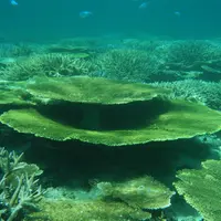 鳩間島アイランドワールドの写真・動画_image_5856
