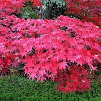 戒光寺の写真・動画_image_58967