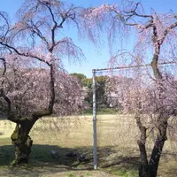東京大学駒場キャンパスの写真・動画_image_592466