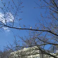 東京大学駒場キャンパスの写真・動画_image_592518