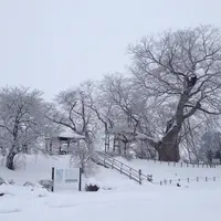 高瀬の大木（ケヤキ）の写真・動画_image_59262