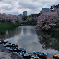千鳥ヶ淵の写真・動画_image_594883
