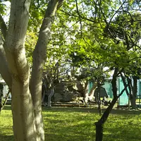 兜松の写真・動画_image_598169