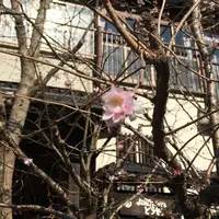 杖立温泉の写真・動画_image_60230