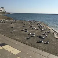 星越海岸の写真・動画_image_60455