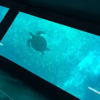 川平湾の写真・動画_image_60652