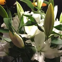 珈琲アローの写真・動画_image_60707