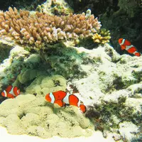 かりゆし石垣島の写真・動画_image_60735