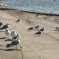 竹島遊歩道東の終点の写真・動画_image_60752
