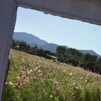 京都丹波／亀岡夢コスモス園の写真・動画_image_61144