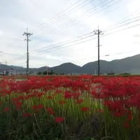 ひがんばなの里の写真・動画_image_61149