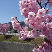 今治市の写真・動画_image_61157