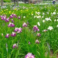 染谷花しょうぶ園の写真・動画_image_612204