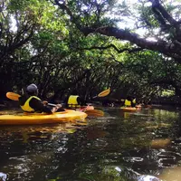 マングローブカヌーツーリングの写真・動画_image_61391
